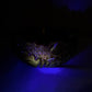 Vintage Amberina Glass Comet in The Stars Bowl with Sawtooth Edge (Glows)