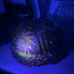 Vintage Amberina Glass Comet in The Stars Bowl with Sawtooth Edge (Glows)