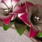 Capodimonte Porcelain Pink Lilies on Branch Figurine