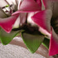 Capodimonte Porcelain Pink Lilies on Branch Figurine