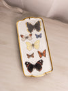 Hutschenreuther Rectangular Ceramic Butterfly Tray with Wall Hanger