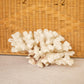 Medium Natural Off-White & Rust Color Specimen