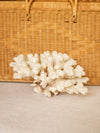 Medium Natural Off-White & Rust Color Specimen