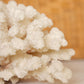 Medium Natural Off-White & Rust Color Specimen