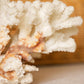 Medium Natural Off-White & Rust Color Specimen