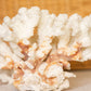 Medium Natural Off-White & Rust Color Specimen