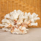Medium Natural Off-White & Rust Color Specimen