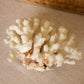 Medium Natural Off-White & Rust Color Specimen