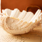 Medium Natural Shell White & Rust Trinket Dish