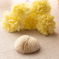 Small White Beige Natural Mushroom Coral Specimen