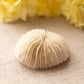 Small White Beige Natural Mushroom Coral Specimen
