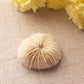 Small White Beige Natural Mushroom Coral Specimen